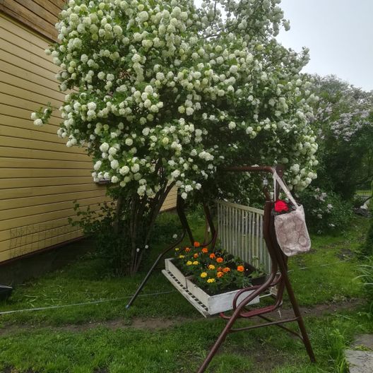 Mājdzīvnieku viesnīca Ventspilī - pagalms suņu pastaigām 7